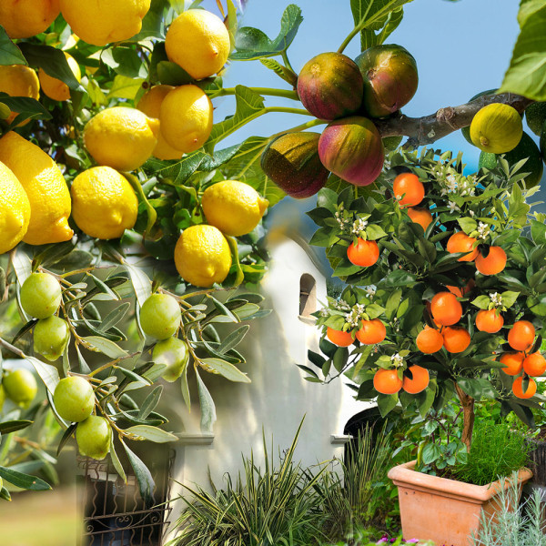 4-delni mediteranski komplet