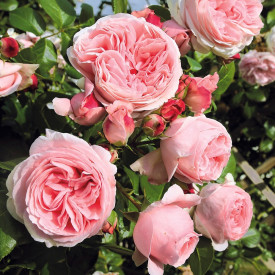 Posoda za plezalno vrtnico Giardina roza