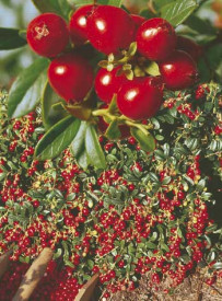 Brusnica „Fireball“