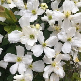 Gorski srobot ‘Grandiflora’ – bel