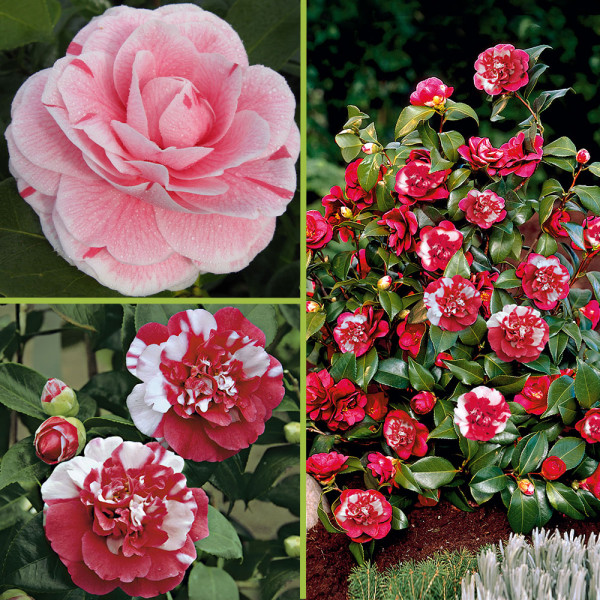 Komplet kamelij: 1 Bonomiana + 1 General C