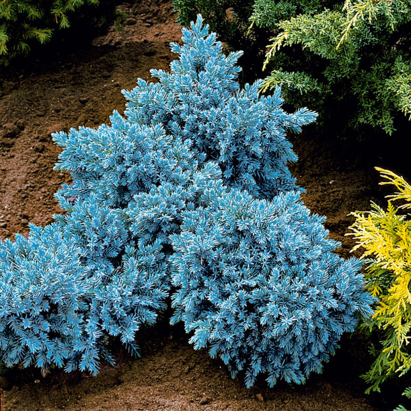 Modra pritlikava borovnica