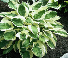 Pisana hosta ‘Brim Cup’