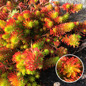 Rock Crowfish Angelina (3)