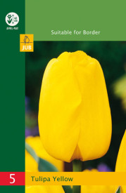 Rumeni tulipani Triumph (5)