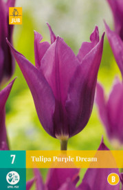 Purple Dream tulipan (7)