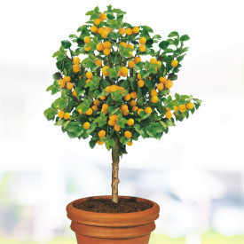 Pritlikava marelica