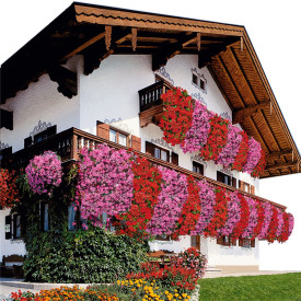 Stellana Compact roza viseča pelargonija (3)