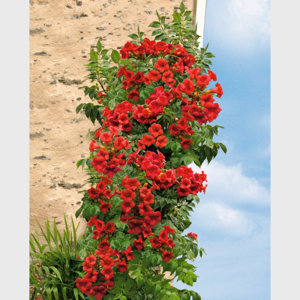 Trompetenblume rot