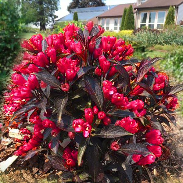 Weigelia 'Electric Love'