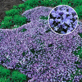 Iglasta plamenka 'Emerald Cushion Blue'