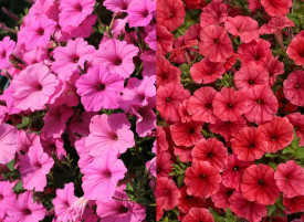 6 Vista petunij, 3 Scarlet in 3 Roza