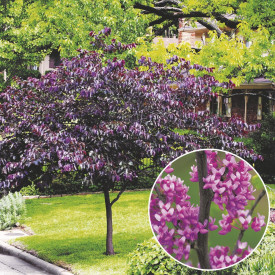 Kanadski júdovo drevo ‘Forest Pansy’