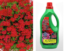 12 pelargonij Tirolska Vatra + 1 l gnojila Florimo