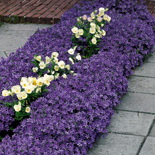 Poscharskyeva zvončica (3)