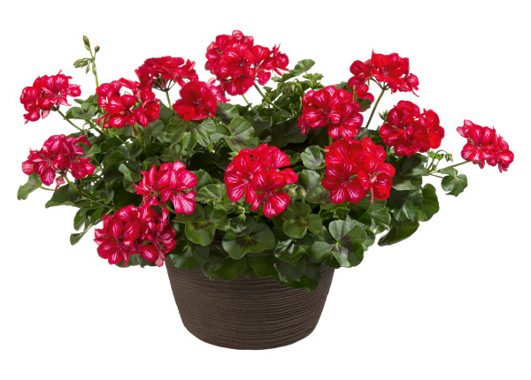 Red mex muškatna pelargonija 3
