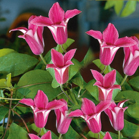 Klematisz Princesa Diana