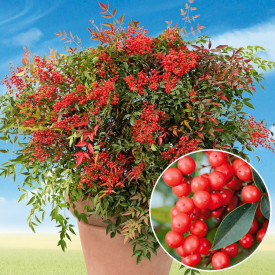 Japonski sveti dreves