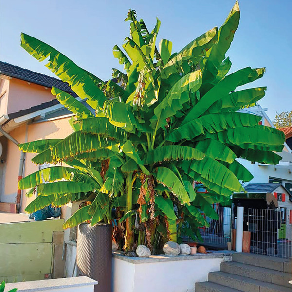 Musa bananovec