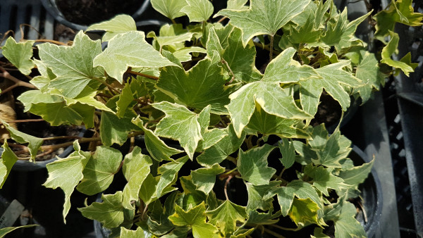 Borostyán z belim robom