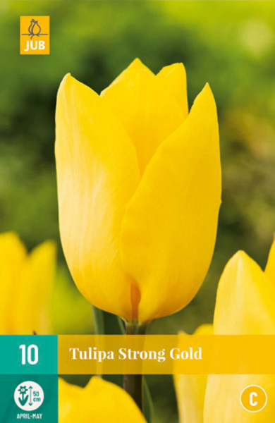 Tulipan Strong Gold (7)