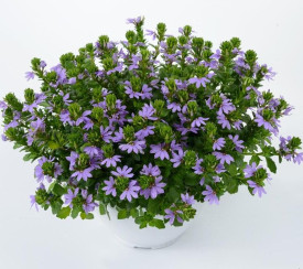 Azure Lily of the Valley Brilliant (3)