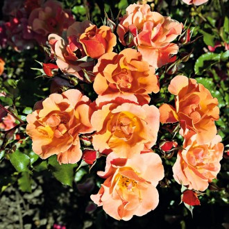 Groundcover Jazz rose