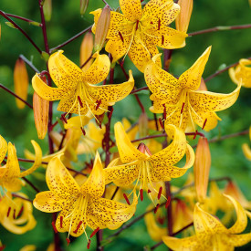 Japonska lilija (3)