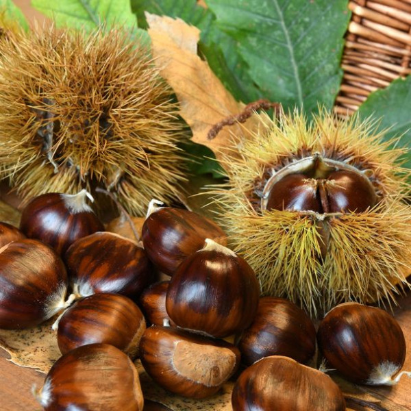 Navadni kostanj, maron