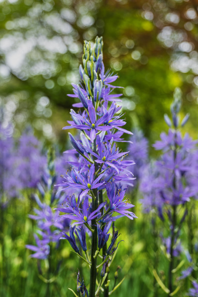 Prerijska svetilka (2)