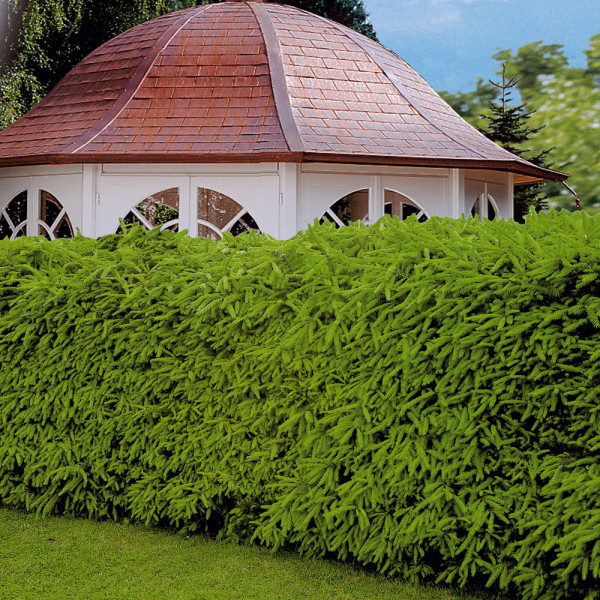 Smrekova živa meja (10)