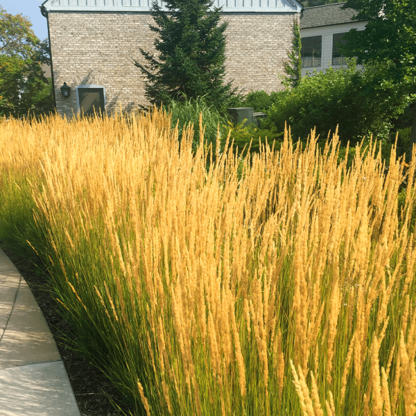 Trstična konica (3)