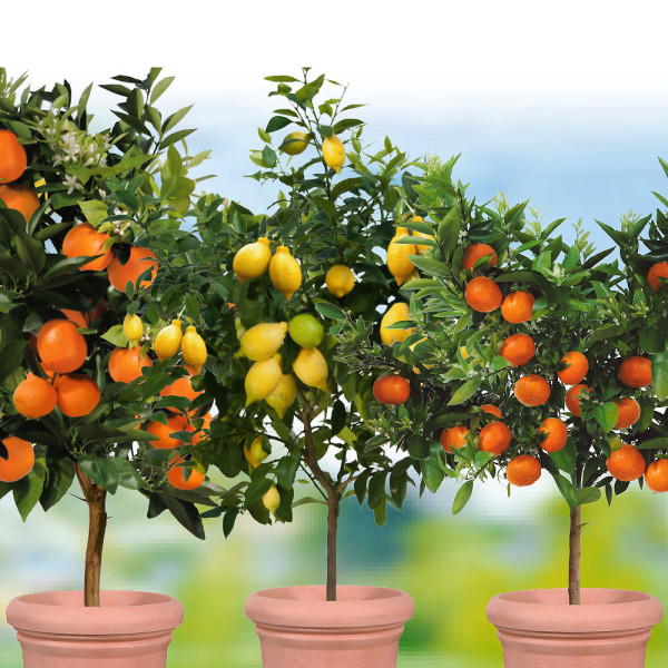 3 citrusna drevesa (Limona, Mandarina, Pomaranča