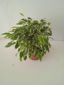Ficus benjamina Twilight