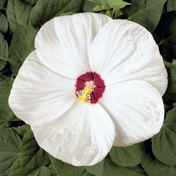 Krema iz močvirskega hibiskusa