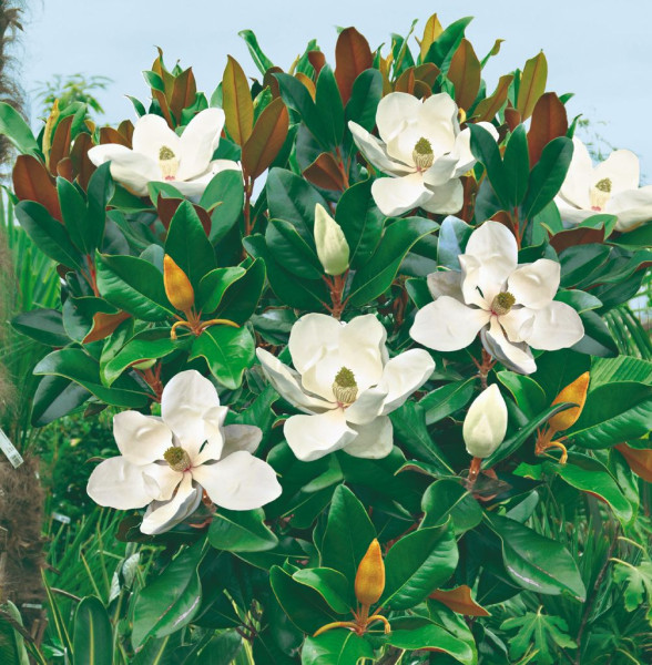 Velecvetna zimzelena magnolija