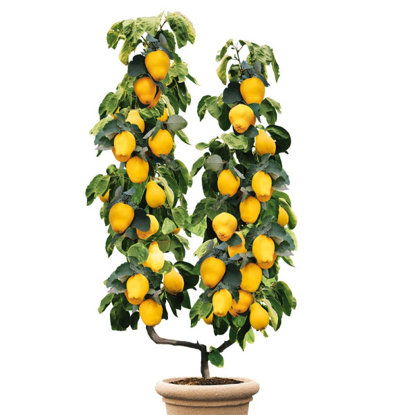 Žlahtna kutina Edel-Quitte v obliki črke U