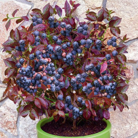 Rdečelistna borovnica - Cabernet Splash