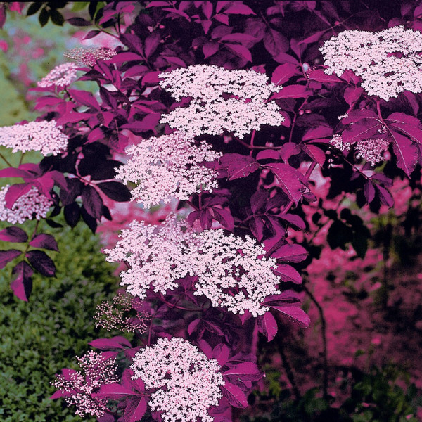 Red Holy - bezeg z temno rdečimi listi