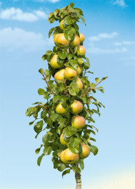 Stebrasta hruška 'Obelisk'
