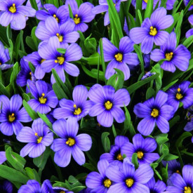 Sisyrinchium Sapphire