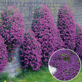 Avbrecija, vijolična