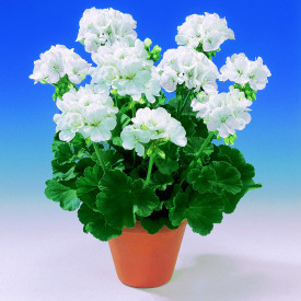 Sunrise Clarissa bela alpska pelargonija (3)