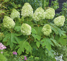 Hortenzija z listi hrasta