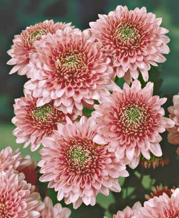 Sonja chrysanthemum (3)