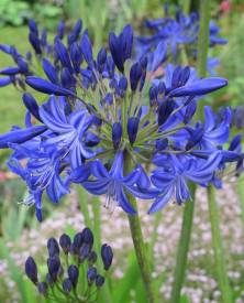 Ognjemet, velikanski ljubezenski cvet