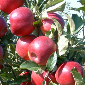 Jabolka Jonathan z zamotanim koreninskim sistemom