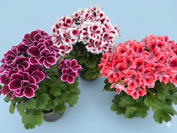 3 angleške pelargonije – super ponudba