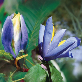 Magnolija Blue Opal