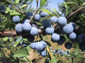 Črni trn "Zemplína"